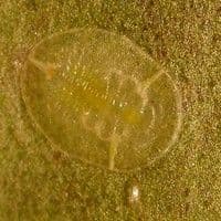 Mosca branca