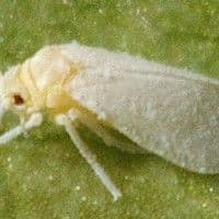 Mosca branca