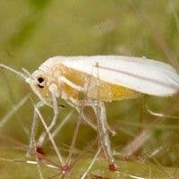 Mosca branca