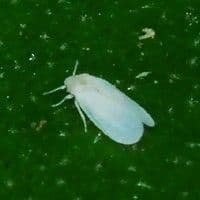 Mosca branca