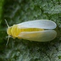 Mosca branca