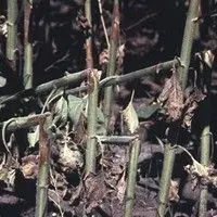 Mancha-cinzenta-da-haste