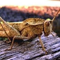 Gafanhoto crioulo