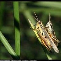Gafanhoto crioulo