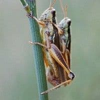 Gafanhoto crioulo