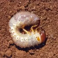 Larva pão de galinha