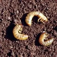 Larva pão de galinha
