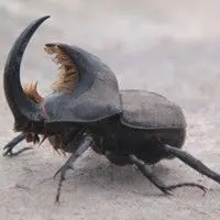 Larva pão de galinha