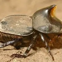 Larva pão de galinha