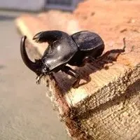 Larva pão de galinha