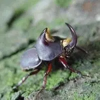 Larva pão de galinha