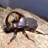 Larva pão de galinha