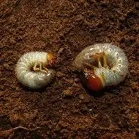 Larva pão de galinha