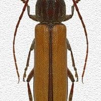 Broca dos ponteiros
