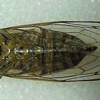 Cigarra