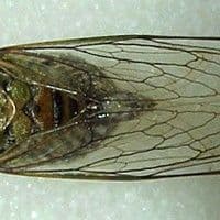 Cigarra