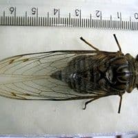 Cigarra