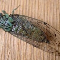 Cigarra