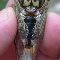 Cigarra