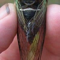 Cigarra