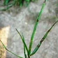 Mancha-reticular