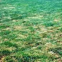 Mancha-reticular