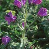 Flor roxa