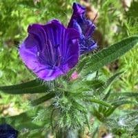Flor roxa