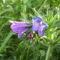 Flor roxa