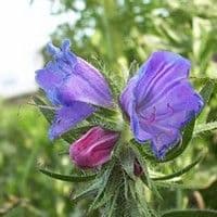 Flor roxa