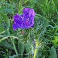 Flor roxa