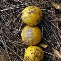 Verrugose da laranja doce