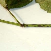Antracnose