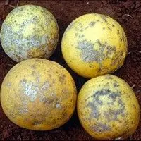 Verrugose da laranja doce