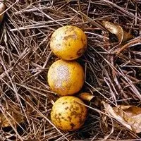 Verrugose da laranja doce
