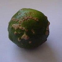 Verrugose