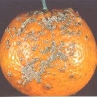 Verrugose