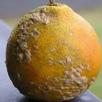 Verrugose