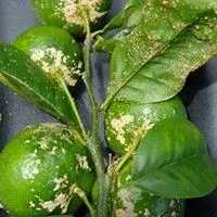 Verrugose