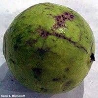 Verrugose