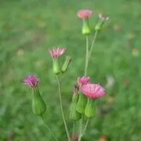 Falsa serralha