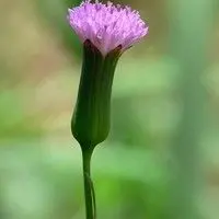 Falsa serralha