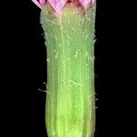 Falsa serralha
