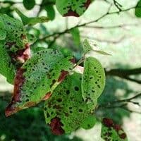 Entomosporiose