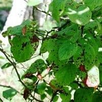 Entomosporiose
