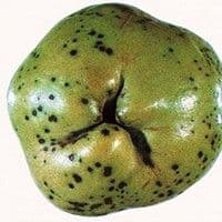 Entomosporiose