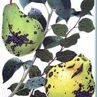 Entomosporiose