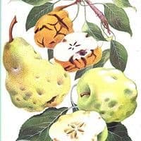 Entomosporiose