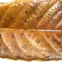 Entomosporiose