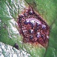 Entomosporiose